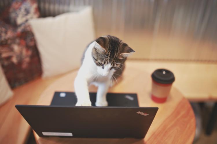 一只猫坐在电脑前